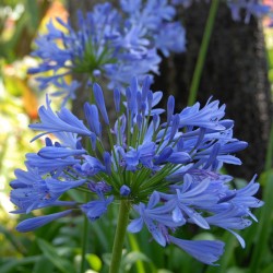 african blue lilies