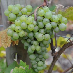sq grape vine sauvignon blanc 001