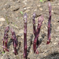 Crimson Pacific Asparagus sq-asparagus-crimson-pacific-001.jpg