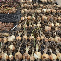 sq-drying-onions-002.jpg