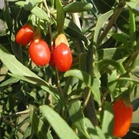 sq-goji-berry-002.jpg