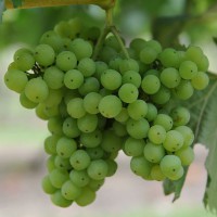 sq-grape-vine-bacchus-010.jpg
