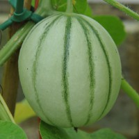 sq-melon-charentais-002.jpg