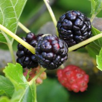 sq-mulberry-black-003.jpg