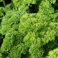 sq-parsley-champion-moss-curled-001.jpg