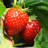 sq-strawberry-malwina-001.jpg