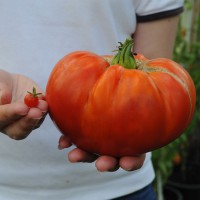 sq-tomato-comparison-003.jpg