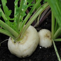 sq-turnip-white-milan-003.jpg