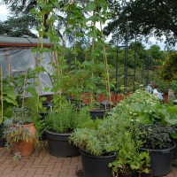sq-wisley-container-vegetable-gardening-001.jpg