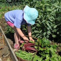 Salad Leaf Mixed Spicy Leaf 250 Seeds Vegetable Kings Seeds Picture Packet