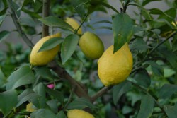 citrus-lemon-004.jpg