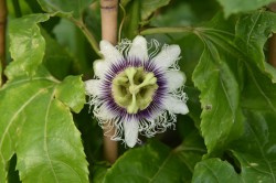 passiflora-edulis-flower-001.jpg