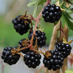 sq-blackberry-oregon-thornless-002.jpg