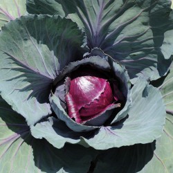 sq-cabbage-red-001.jpg