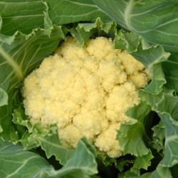 sq-cauliflower-cc-003.jpg