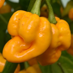 sq-chilli-pepper-7-pot-brain-strain-yellow-006.jpg