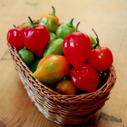sq-chilli-pepper-habanero-caribbean-red-001.jpg