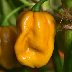 sq-chilli-pepper-habanero-mustard-001.jpg