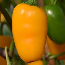 sq-chilli-pepper-jalapeno-numex-pumpkin-spice-003.jpg