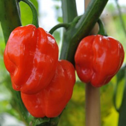 sq-chilli-pepper-numex-suave-red-001.jpg