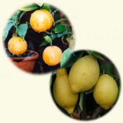 sq-citrus-collection.jpg