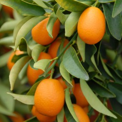 sq-citrus-kumquat-001.jpg