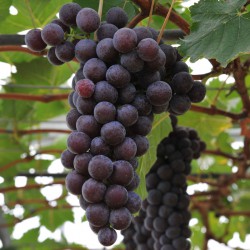 sq-grape-vine-black-hamburgh-006.jpg