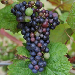 sq-grape-vine-dornfelder-004.jpg