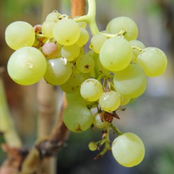 sq-grape-vine-madeleine-angevine-001.jpg