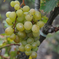 sq-grape-vine-muscat-st-vallier-001.jpg
