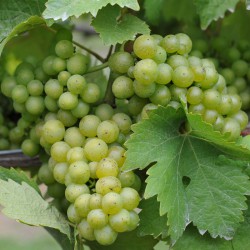 sq-grape-vine-reichensteiner-008.jpg