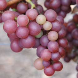 sq-grape-vine-siegerrebe-006.jpg