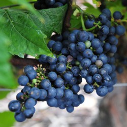 sq-grape-vine-triomphe-dalsace-001.jpg