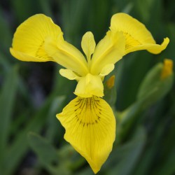 sq-iris-yellow-flag-001.jpg