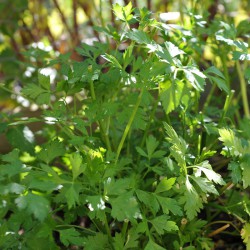 Parsley Italian Dark Green Great Garden Herb 3,000 Seeds 