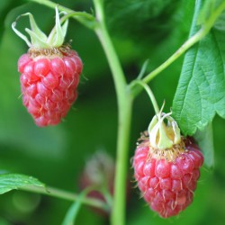 sq-raspberry-autumn-treasure-001.jpg