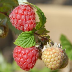 sq-raspberry-glen-ample-001.jpg