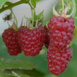 sq-raspberry-tulameen-003.jpg