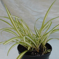 sq-spider-plant-001.jpg