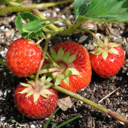 sq-strawberry-royal-sovereign-002.jpg