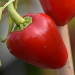 sq-sweet-pepper-mini-bell-red-005.jpg