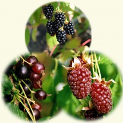 sq-thornless-berry-collection.jpg