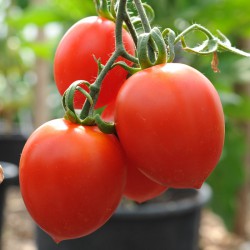 sq-tomato-debarrao-paste-003.jpg