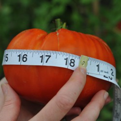 sq-tomato-giant-delicious-009.jpg