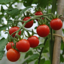 sq-tomato-matts-wild-cherry-002.jpg