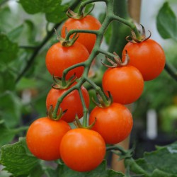 sq-tomato-sungold-003.jpg