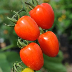 sq-tomato-tomatoberry-001.jpg
