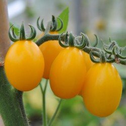 sq-tomato-yellow-pear-002.jpg