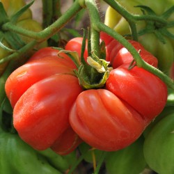 sq-tomato-zapotec-pleated-002.jpg