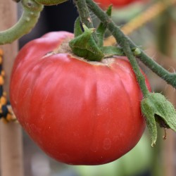 sq-tomato-zhefen-short-001.jpg